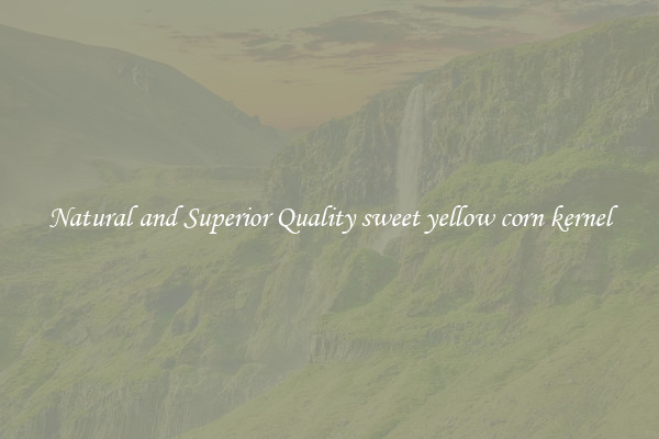 Natural and Superior Quality sweet yellow corn kernel